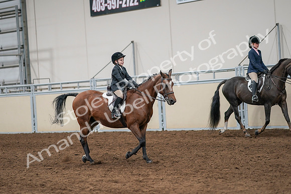 2020 - AB Morgan Horse - Sun, Sept 06 - 07997