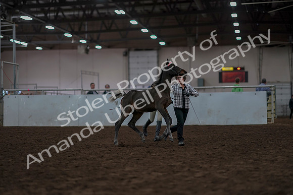 2019 Morgan Horse Show - Aug 31, 2019 - 03555