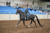 2020 - AB Morgan Horse - Sun, Sept 06 - 08301
