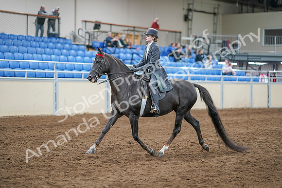 2020 - AB Morgan Horse - Sun, Sept 06 - 08301