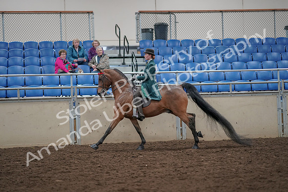 2019 Morgan Horse Show - Aug 30, 2019 - 28046