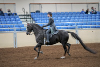 2020 - AB Morgan Horse - Fri, Sept 04 - 05337
