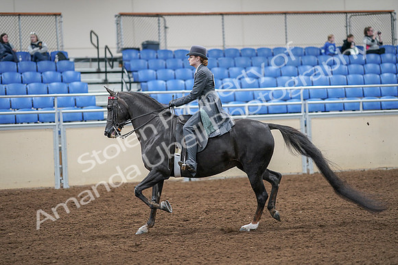 2020 - AB Morgan Horse - Fri, Sept 04 - 05337