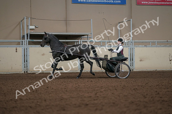 2019 Morgan Horse Show - Aug 31, 2019 - 04659