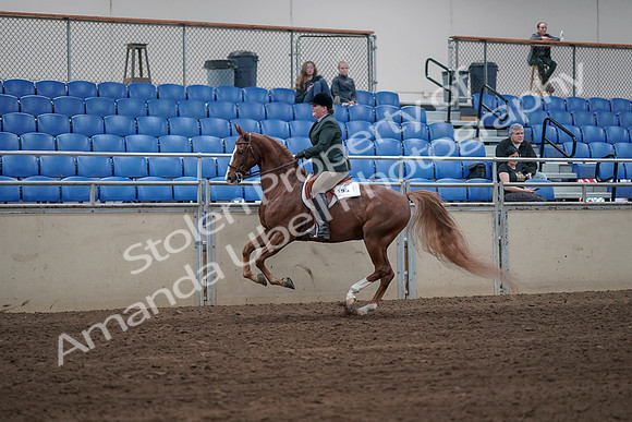 2019 Morgan Horse Show - Sept 01, 2019 - 12312