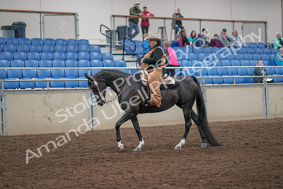 2019 Morgan Horse Show - Aug 31, 2019 - 06115