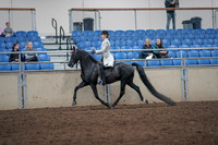 2019 Morgan Horse Show - Aug 31, 2019 - 09234