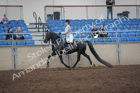 2019 Morgan Horse Show - Aug 31, 2019 - 09234