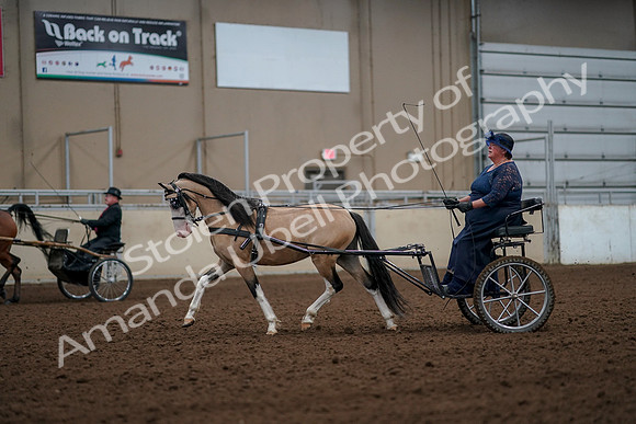 2019 Morgan Horse Show - Aug 30, 2019 - 13260