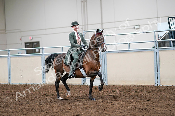2020 - AB Morgan Horse - Fri, Sept 04 - 03412