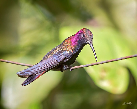 Birds - 133