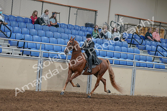 2020 - AB Morgan Horse - Fri, Sept 04 - 11435