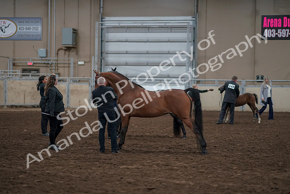 2019 Morgan Horse Show - Aug 31, 2019 - 00877