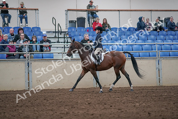 2019 Morgan Horse Show - Aug 31, 2019 - 19443