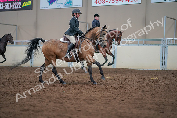 2019 Morgan Horse Show - Aug 30, 2019 - 21059