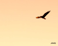 Birds - 014
