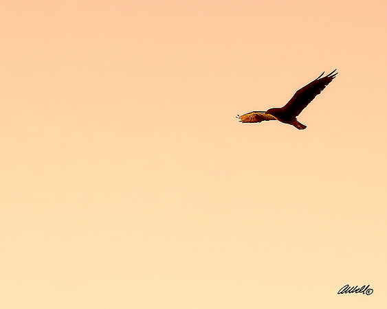 Birds - 014