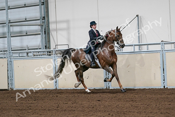2020 - AB Morgan Horse - Sat, Sept 05 - 06354