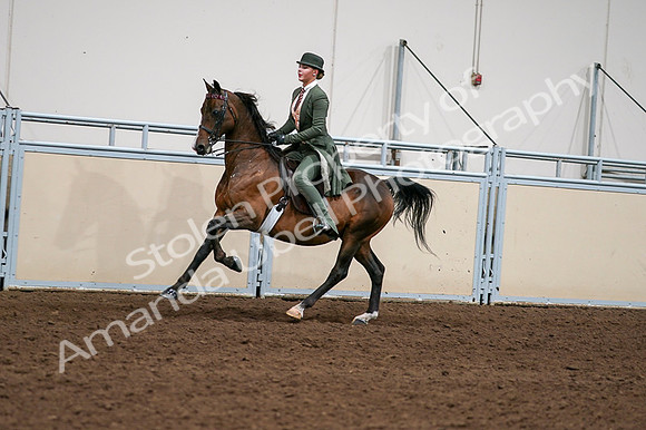 2020 - AB Morgan Horse - Fri, Sept 04 - 03336