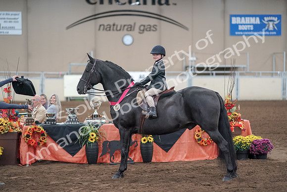 2019 Morgan Horse Show - Aug 31, 2019 - 19775