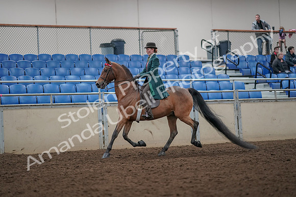 2019 Morgan Horse Show - Aug 30, 2019 - 27873
