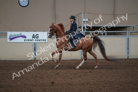 2019 Morgan Horse Show - Sept 01, 2019 - 11943