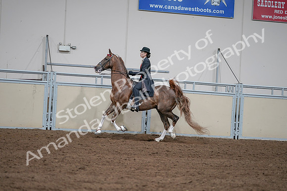 2020 - AB Morgan Horse - Fri, Sept 04 - 09615