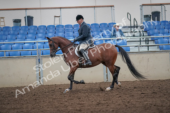 2019 Morgan Horse Show - Aug 31, 2019 - 14825
