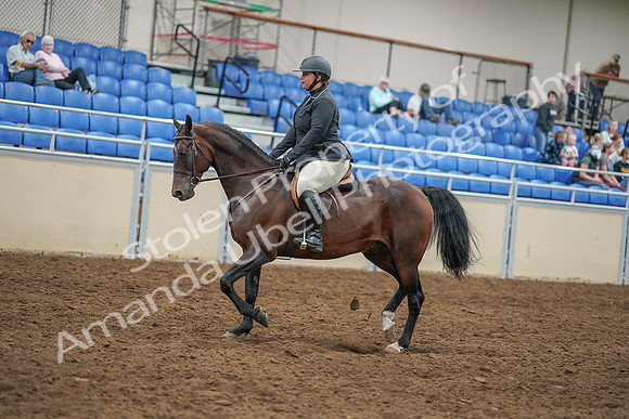 2020 - AB Morgan Horse - Sat, Sept 05 - 09315