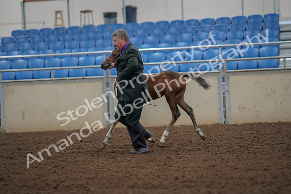 2019 Morgan Horse Show - Aug 30, 2019 - 24665