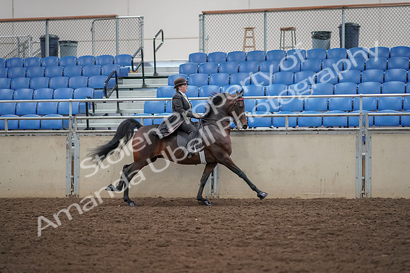2019 Morgan Horse Show - Aug 30, 2019 - 28156