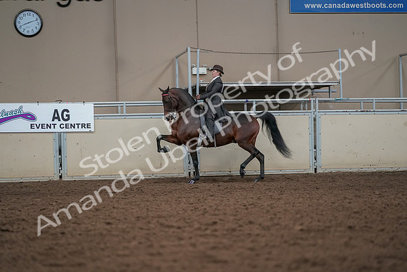 2019 Morgan Horse Show - Aug 30, 2019 - 27972