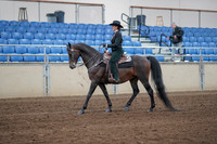 2019 Morgan Horse Show - Sept 01, 2019 - 11191