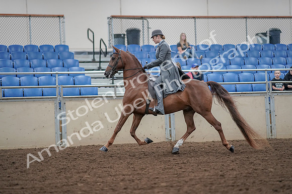 2019 Morgan Horse Show - Aug 30, 2019 - 15368