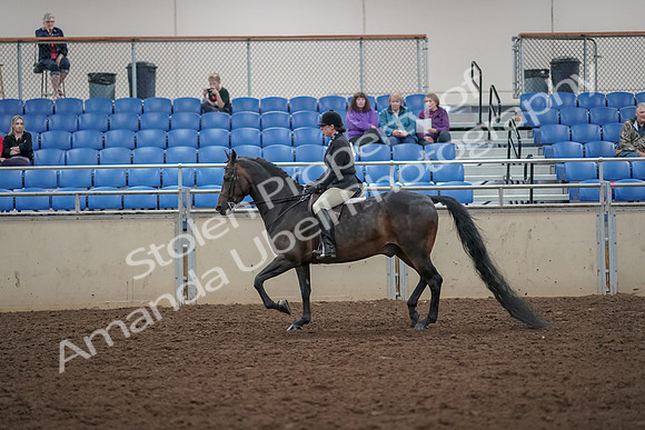2019 Morgan Horse Show - Aug 30, 2019 - 27195