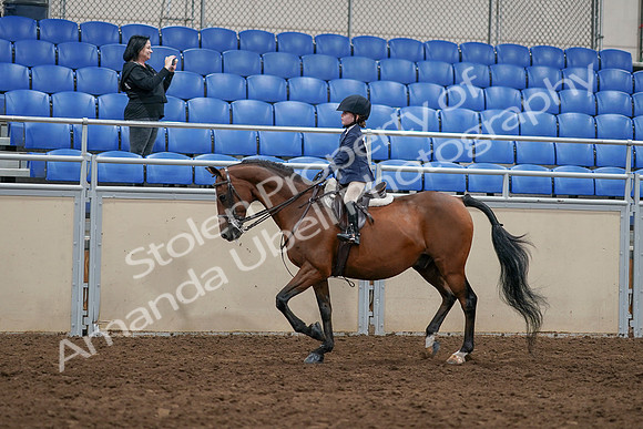2020 - AB Morgan Horse - Sun, Sept 06 - 07688