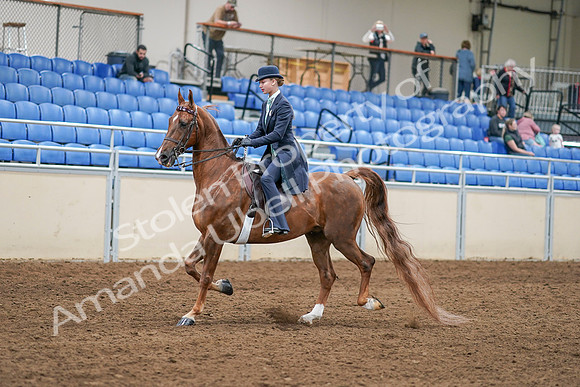 2020 - AB Morgan Horse - Sat, Sept 05 - 02620