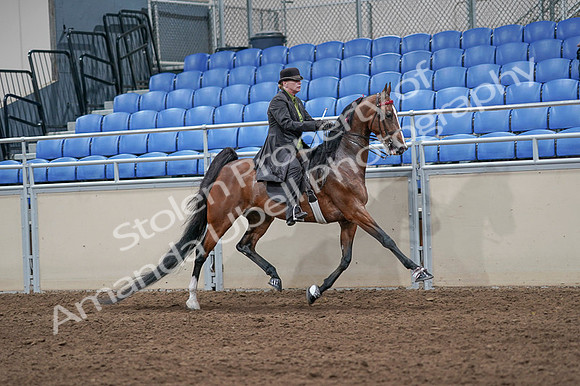 2020 - AB Morgan Horse - Fri, Sept 04 - 09803