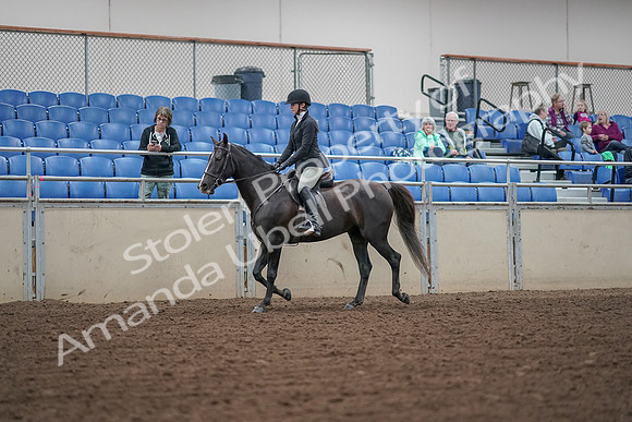2019 Morgan Horse Show - Aug 30, 2019 - 14874
