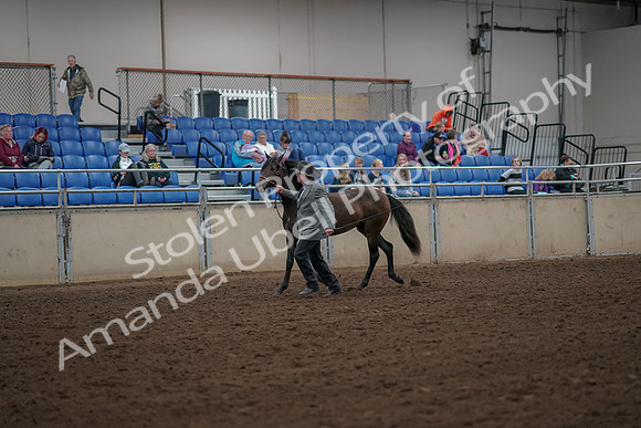 2019 Morgan Horse Show - Aug 30, 2019 - 25677