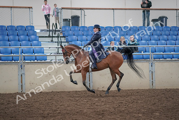 2019 Morgan Horse Show - Aug 31, 2019 - 08846