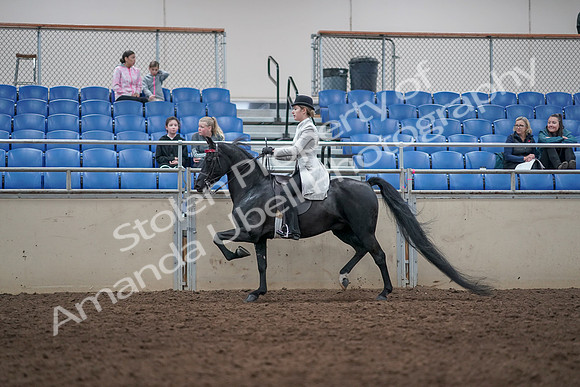 2019 Morgan Horse Show - Aug 31, 2019 - 09435