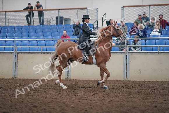 2019 Morgan Horse Show - Aug 31, 2019 - 20722