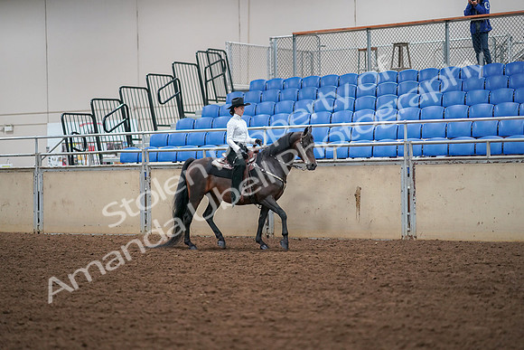 2019 Morgan Horse Show - Aug 30, 2019 - 17079
