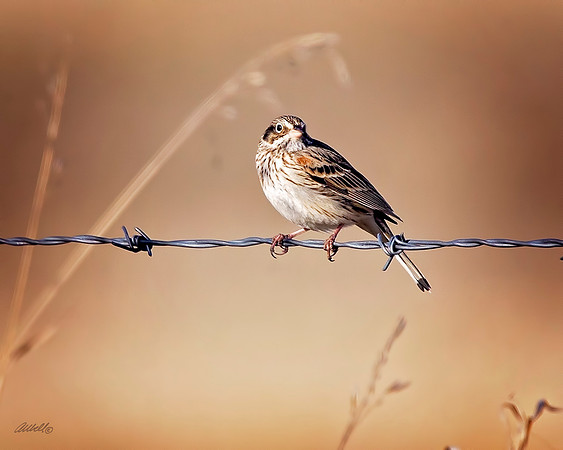 Birds - 265