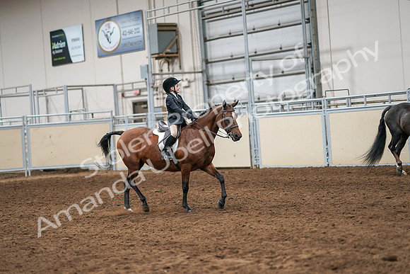 2020 - AB Morgan Horse - Sun, Sept 06 - 07987
