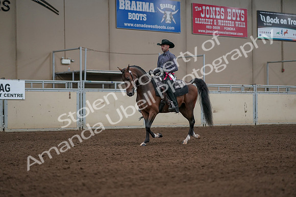 2019 Morgan Horse Show - Aug 31, 2019 - 06254