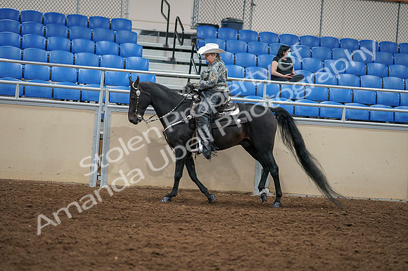 2020 - AB Morgan Horse - Fri, Sept 04 - 03556