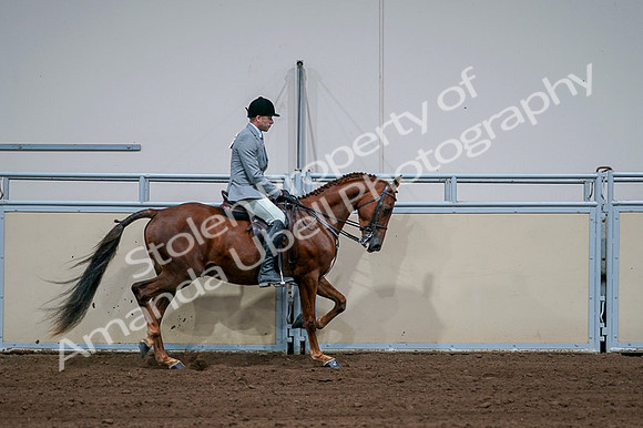 2020 - AB Morgan Horse - Fri, Sept 04 - 01809