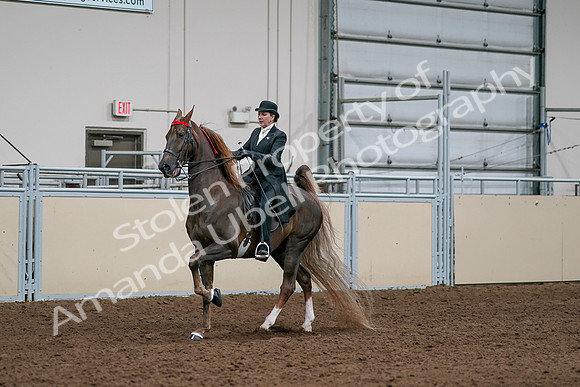 2020 - AB Morgan Horse - Sat, Sept 05 - 13099